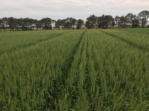 20 setembro- coopermil-lavoura de trigo 2019 area de validação
