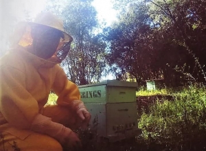 apicultoragroindustriaGrings2
